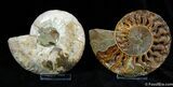 Large Inch Ammonite With Crystal Cavities #376-1